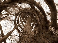 Strangler fig