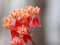 Prairie Milkweed. Original public domain image from Flickr. 