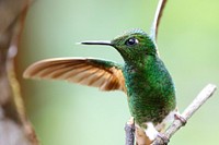 Buff tailed coronet bird. Free public domain CC0 image.