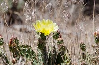 Spring cactus blossom on the Fishlake National Forest, June 22, 2018. Forest Service photo by John Zapell. Original public domain image from Flickr