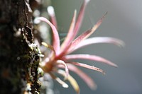 Airplant. Original public domain image from Flickr