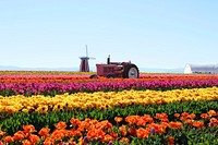 Tulip field background. Free public domain CC0 photo.