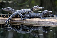 Little gators.