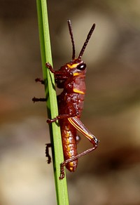 Lubber Grasshopper. Original public domain image from Flickr