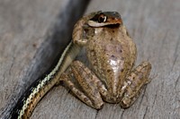 Snake eats frog.