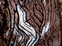 Bark. Original public domain image from Flickr
