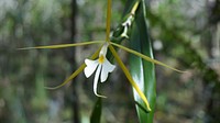 Night Scented Orchid. Original public domain image from Flickr