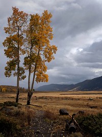 Edge of the Pando Aspen Clone, the Fishlake National Forest. Original public domain image from Flickr