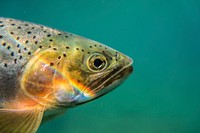 Cutthroat Trout. Original public domain image from Flickr