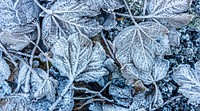 Frosty leaf, winter background. Original public domain image from Flickr