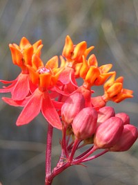 Prairie Milkweed.