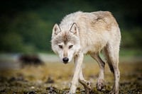 Coastal wolf background. Original public domain image from Flickr