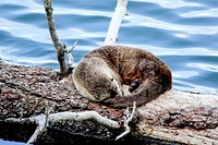 Otter at Trout Lake by Eric Johnston. Original public domain image from Flickr