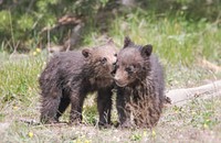 Grizzly cubs near Roaring Mountainby Eric Johnston. Original public domain image from Flickr