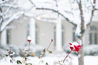 The White House Grounds Covered in Snow on January 13, 2019Snow-covered red roses are seen in the Rose Garden of the White House Sunday, January 13, 2019. (Official White House Photo by Tia Dufour). Original public domain image from Flickr