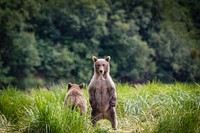 Cub standing in a field. Original public domain image from Flickr