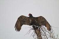 Turkey Vulture Drying OffTurkey vulture at Mingo National Wildlife Refuge.Photo by Debbie Koenigs/USFWS. Original public domain image from Flickr