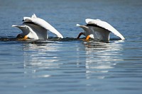 American white pelicans feeding in the Yellowstone River Diane Renkin. Original public domain image from Flickr