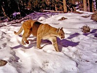 Adult cougar by Dan Stahler. Original public domain image from Flickr