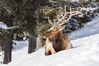 Bull Elk along the Madison Riverby Jacob W. Frank. Original public domain image from Flickr