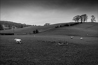 Lonely Sheep in Milnthorpe. Original public domain image from Flickr