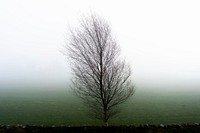 Misty autumn day with tree. Original public domain image from Flickr