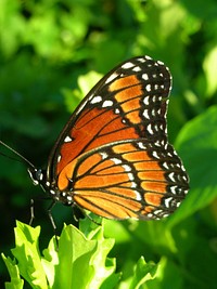 Orange butterfly. Original public domain image from Flickr