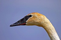 Trumpeter swanTrumpeter swans are slightly bigger than tundra swans and have a black bill, while tundra swans have a yellow tear drop patch below the eye.Photo: Trumpeter swan by Scott Ralston/USFWS. Original public domain image from Flickr