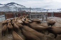 Bison move through the facility at Stephens Creek. Original public domain image from Flickr