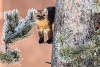 Marten in a tree. Original public domain image from Flickr