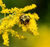 Bumblebee on goldenrodPhoto by Jim Hudgins/USFWS. Original public domain image from Flickr