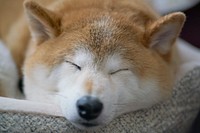 Shiba dog sleeping. Free public domain CC0 photo.