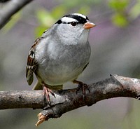 White-crowned sparrowPhoto by Jim Hudgins/USFWS. Original public domain image from Flickr