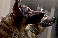 Darla, a German shepherd, assigned to the 549th Military Working Dog Detachment, U.S. Army Alaska, waits from a command from her handler while searching a building on Joint Base Elmendorf-Richardson, Alaska, during explosives and illicit drugs detection training, March 21, 2017. Soldier/dog teams were evaluated on search techniques, and effective detection in practical scenarios. (U.S. Air Force photo/Justin Connaher). Original public domain image from Flickr