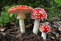 Fly Agric. The fly agaric is an attractive, vibrantly coloured toadstool, which is familiar and instantly recognisable . It has a bright red cap, which fades to an orange or orange-yellowish colour with age. The fluffy white spots on the cap often take on a yellowish tinge as they grow old, and may occasionally be washed away by rain The stem has a bulbous base, and tapers towards the cap . This fungus is dangerously poisonous and should NEVER be tasted. Original public domain image from Flickr