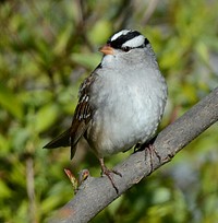 White-crowned Sparrow in DeWitt, MIPhoto by Jim Hudgins/USFWS. Original public domain image from Flickr