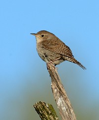 House Wren in DeWitt, MIPhoto by Jim Hudgins/USFWS. Original public domain image from Flickr