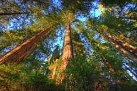 The 7,472-acre Headwaters Forest Reserve was established in 1999 after a decade-long grassroots effort to protect the world’s last unprotected, intact, old-growth redwood forest ecosystem.