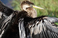 Anhinga at the Anhinga Trail