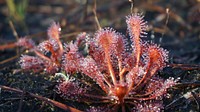 Sundew. Original public domain image from Flickr