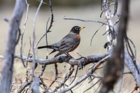 American Robin - Turdus migratoriusby Jacob W. Frank. Original public domain image from Flickr