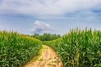 Scenic landscape of Cornfield near Lyons, Georgia, June 20, 2017. USDA photo by Preston Keres. Original public domain image from Flickr