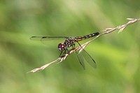 Blue Dasher DragonflyNot all blue dashers are blue! Females and immature males have yellow-stripes with reddish brown eyes.Photo by Anna Weyers/USFWS. Original public domain image from Flickr