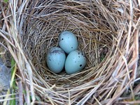 Red-winged blackbird nestThis red-winged blackbird nest was spotted at Port Louisa National Wildlife Refuge in Iowa. The average nest contains 2-4 eggs.Photo by Jessica Bolser/USFWS. Original public domain image from Flickr