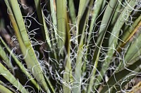 Yucca Close-up