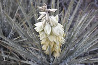 Yucca in Bloom