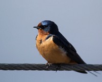 Barn SwallowPhoto by Nate Rathbun/USFWS. Original public domain image from Flickr