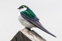 Violet-green swallow - Tachycineta thalassina by Jacob W. Frank. Original public domain image from Flickr