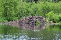 Beaver Lodge. Original public domain image from Flickr