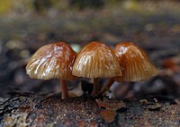 Mycena is a large genus of small saprotrophic mushrooms that are rarely more than a few centimeters in width. They are characterized by a white spore print, a small conical or bell-shaped cap, and a thin fragile stem. Original public domain image from Flickr